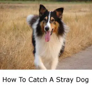 How to catch a stray dog