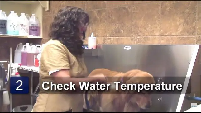 Step 2 Check Water Temperature Before Bathing Dog