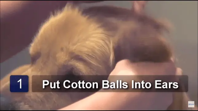 Step 1 Put Cotton Balls In Ears