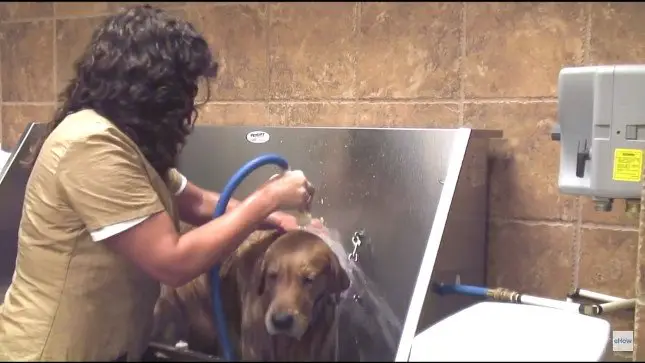 Step 10 Rinse Again To Make Sure All Shampoo Is Removed