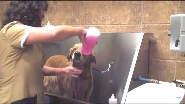 Step 5 Start Shampooing Your Dog with Tearless Shampoo