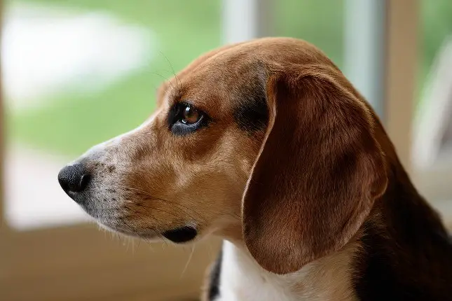 top-10-dog-breeds-beagle top-10-dog-breeds-beagle