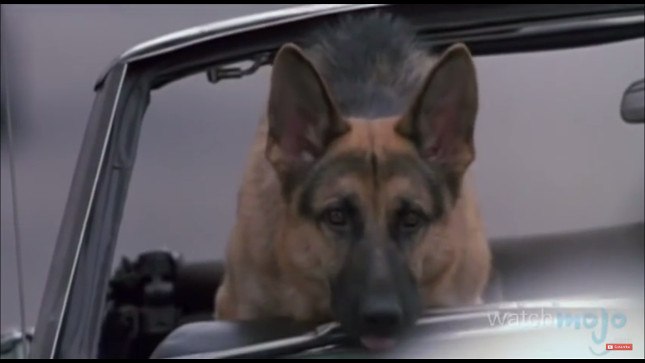 top-10-dog-breeds-german-shepherd-dog top-10-dog-breeds-german-shepherd-dog