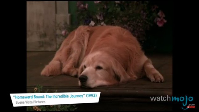 top-10-dog-breeds-golden-retreiver top-10-dog-breeds-golden-retreiver