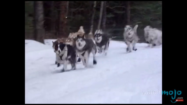 top-10-dog-breeds-siberian-husky top-10-dog-breeds-siberian-husky