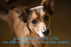 Dog Quote Dog Quote
