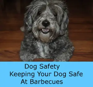 Dog Safety - Keeping Your Pet Safe During The Summer Barbecue Season