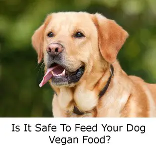 Feeding Your Dog Vegan Food