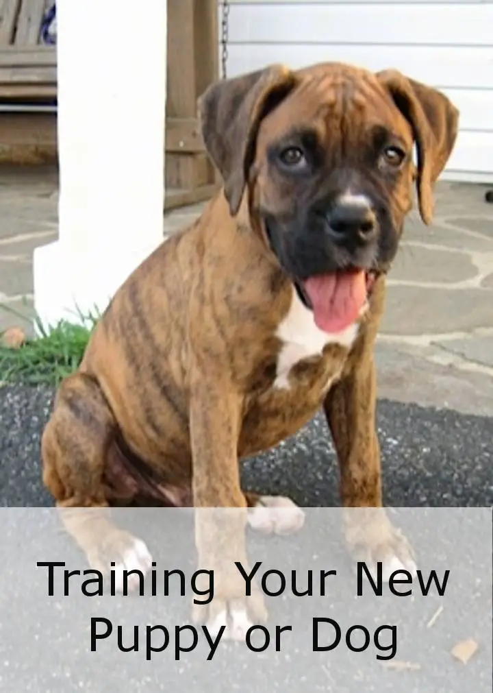 Training Your New Puppy Or Dog Training Your New Puppy Or Dog