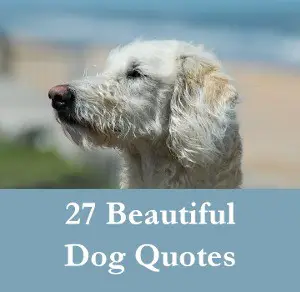 27 Beautiful Dog Quotes - Some Touching, Some Poignant And Some Funny