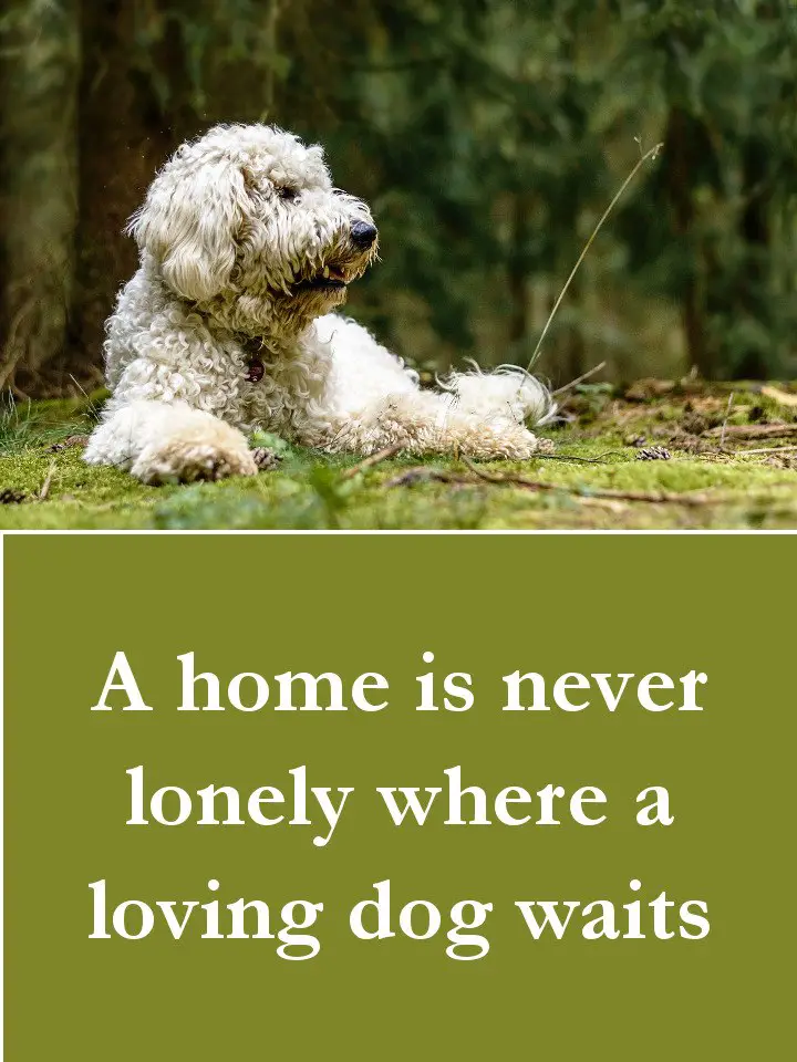 Dog Quotes - A home is never lonely where a loving dog waits