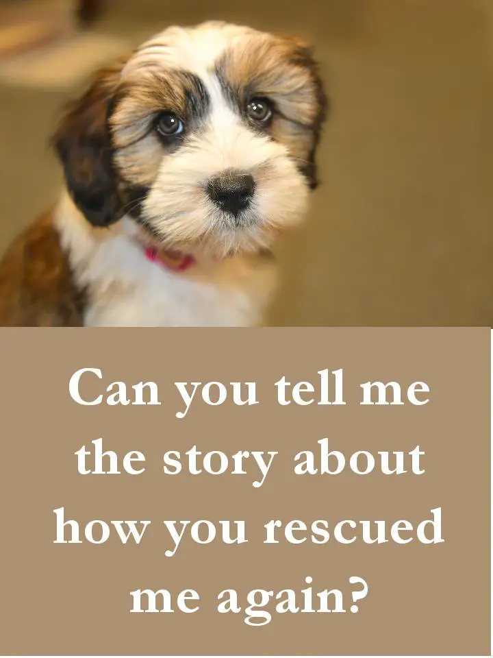 Dog Quotes - Can you tell me the story about how you rescued me again.