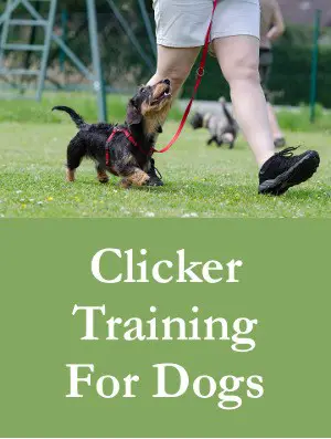 Clicker Training For Dogs - Positive Reinforcement On Steroids
