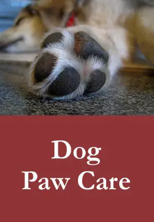 Dog Paw Care – Tips To Keep Your Dog’s Paws In Top Condition