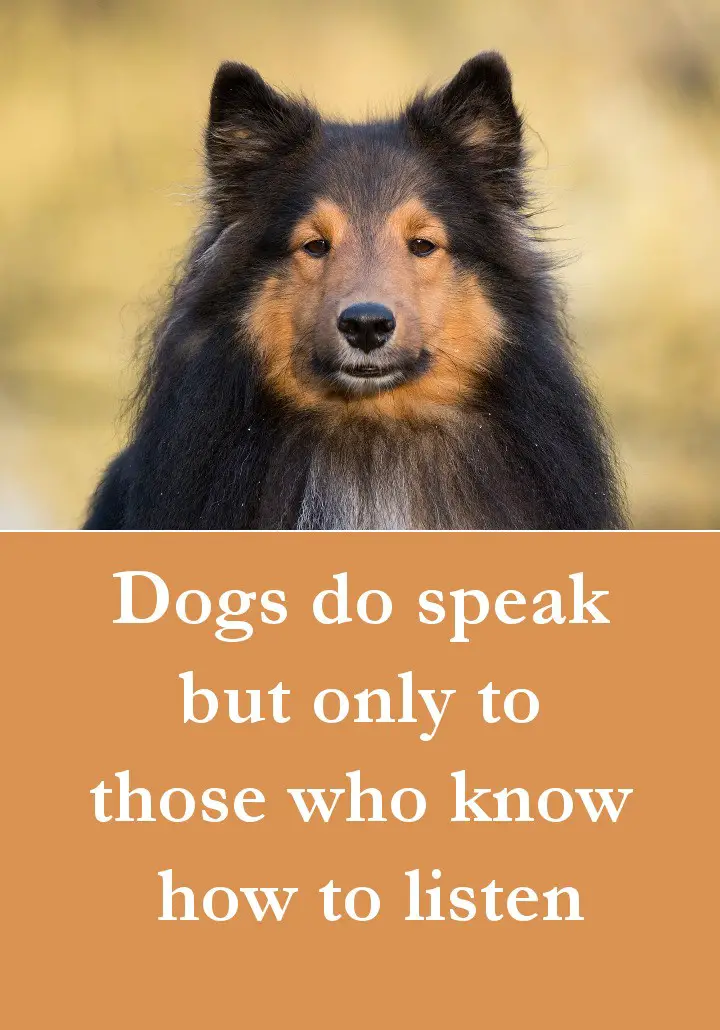 Dog Quotes - Dogs do speak but only to those who know how to listen