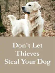 Don't Let Thieves Steal Your Dog