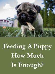 Feeding A Puppy - How Much Is Enough?