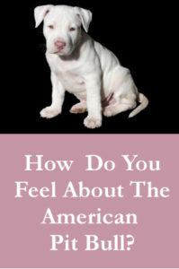 How Do You Feel About The American Pit Bull
