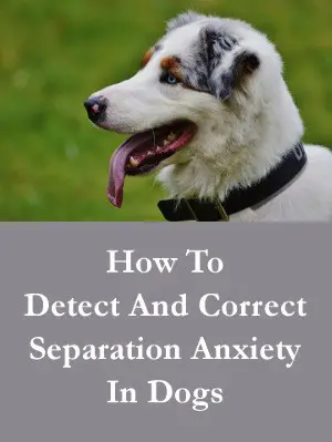 How to Detect And Correct Separation Anxiety In Dogs