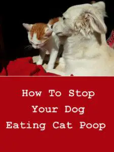 How To Stop Your Dog Eating Cat Poop
