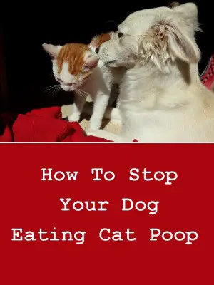 How To Stop Your Dog From Eating Cat Poop