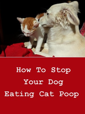 how can i prevent my dog from eating cat poop