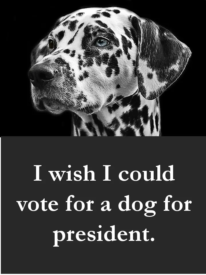Dog Dog Quotes - I wish I could vote for a dog for president.Quotes