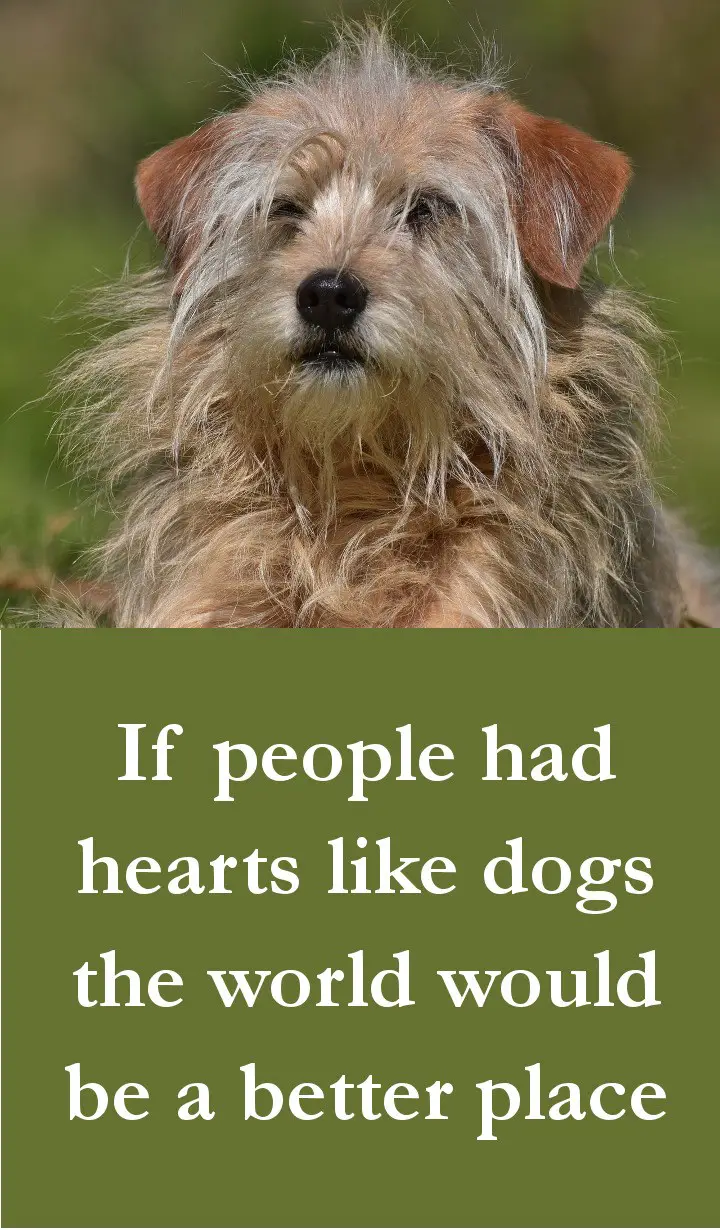 Dog Quotes - If people had hearts like dogs the world would be a better place