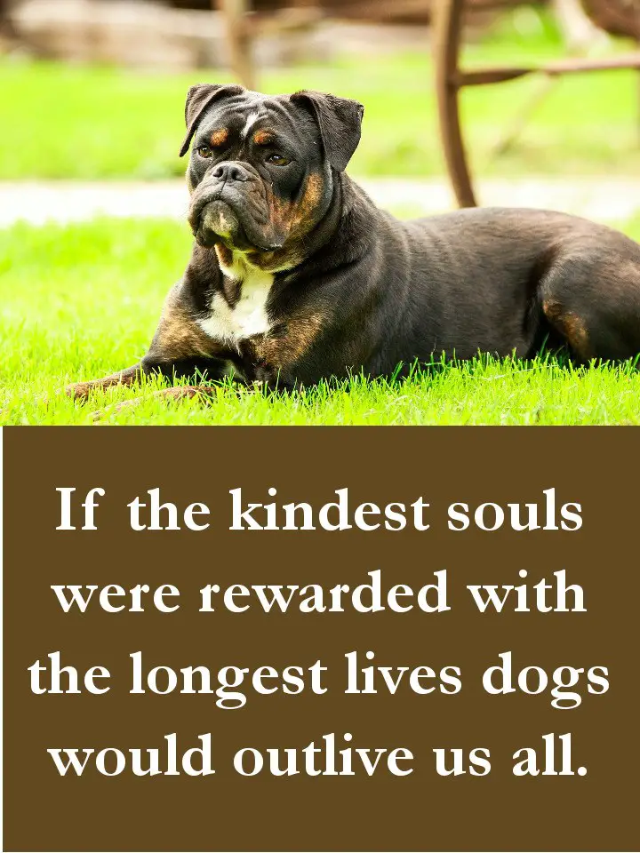 Dog Quotes - If the kindest souls were rewarded with the longest lives dogs would outlive us all.