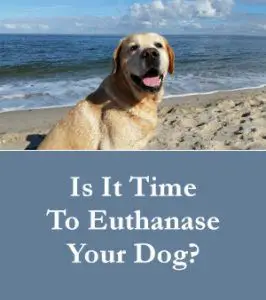 Is It time To Euthanase Your Dog?