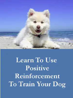 Learn To Use Positive Reinforcement to Train Your Dog