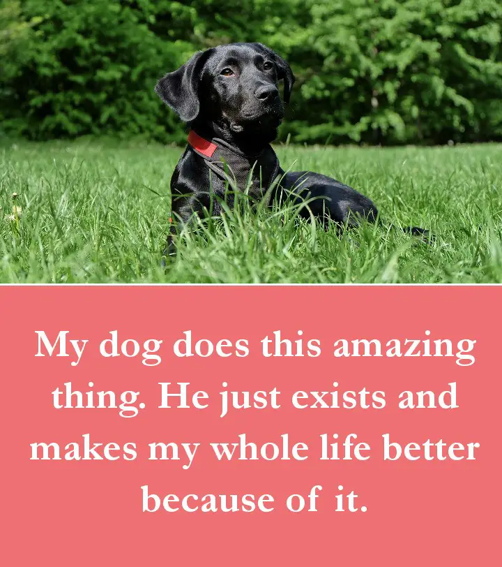 Dog Quotes - My dog does this amazing thing. He just exists and makes my whole life better because of it.