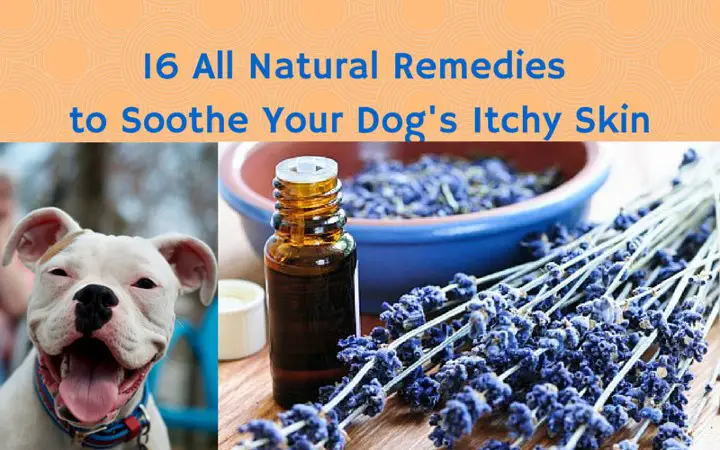 Remedies To Soothe Your Dogs Skin