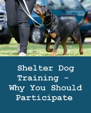 Shelter Dog Training – Why You Should Participate