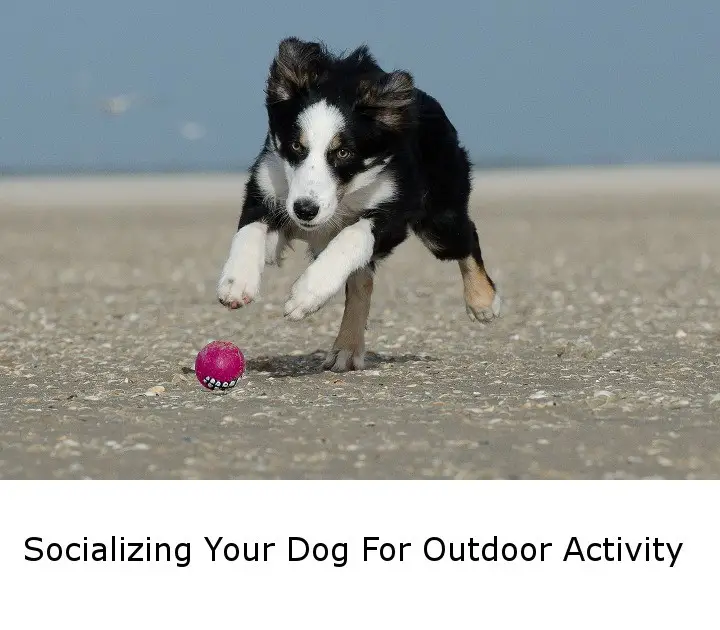 Socializing Your Dog For Outdoor Activity