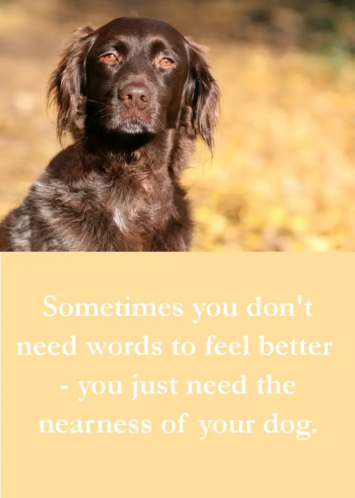 Dog Quotes - Sometimes you don't need words to feel better  - you just need the nearness of your dog.