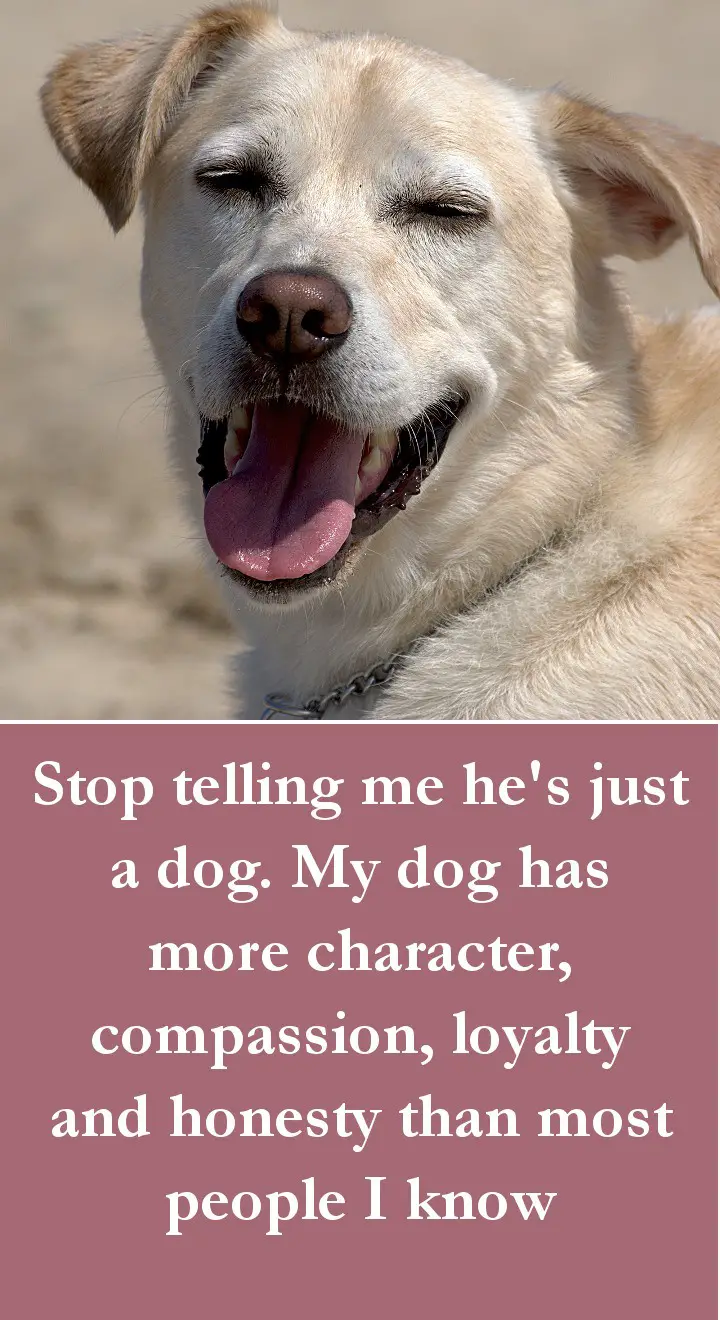 Dog Quotes - Stop telling me he's just a dog. My dog has more character, compassion, loyalty and honesty than most people I know