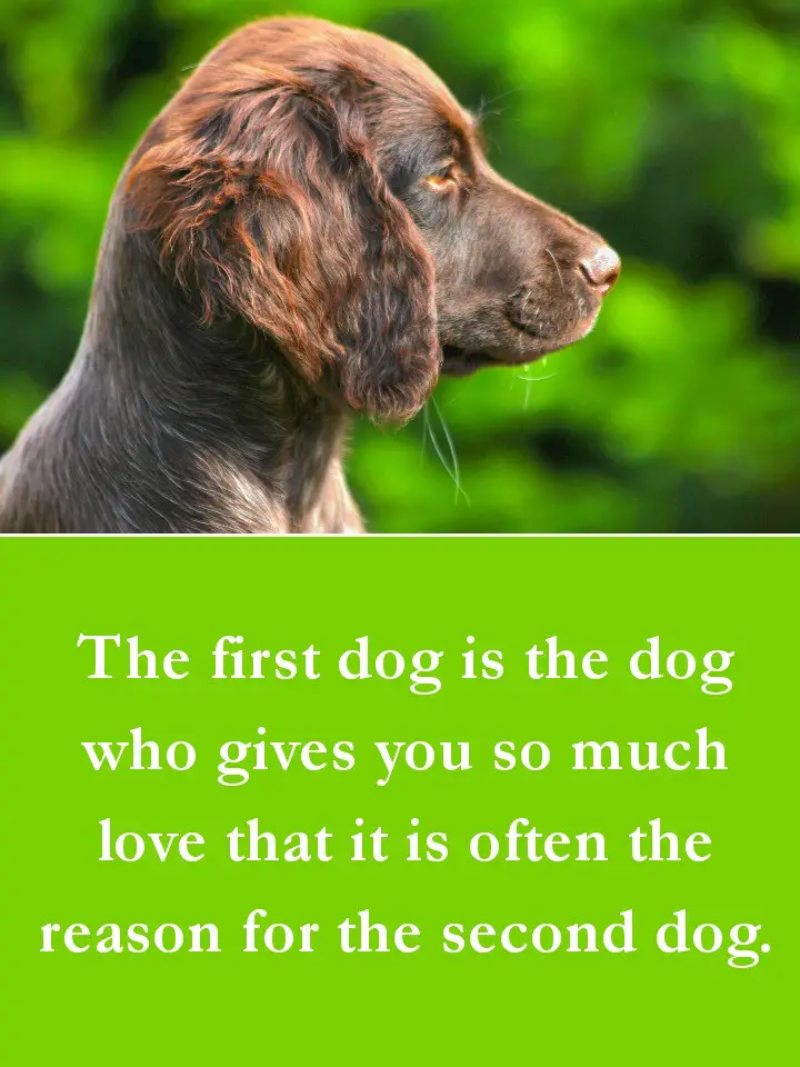 Dog Quotes - The first dog is the dog who gives you so much love that it is often the reason for the second dog