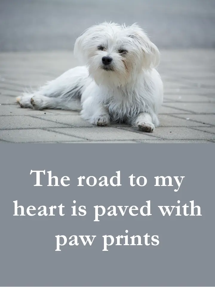 Dog Quotes - The road to my heart is paved with paw prints