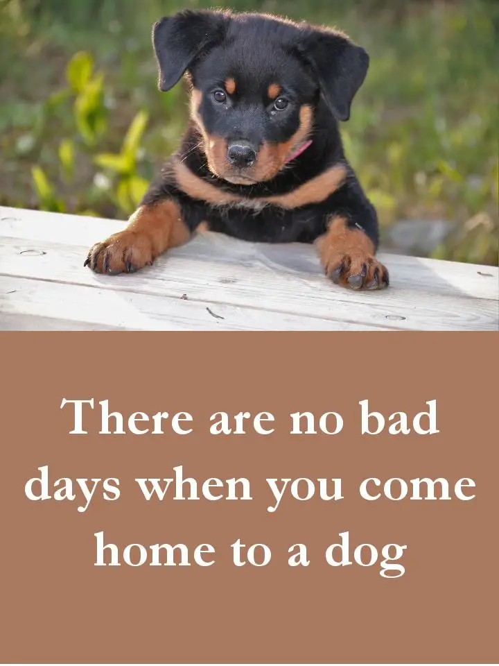 Dog Quotes - There are no bad days when you come home to a dog