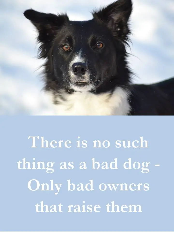 Dog Quotes - There is no such thing as a bad dog - Only bad owners that raise them