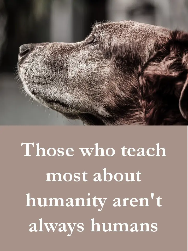 Dog Quotes - Those who teach most about humanity aren't always humans
