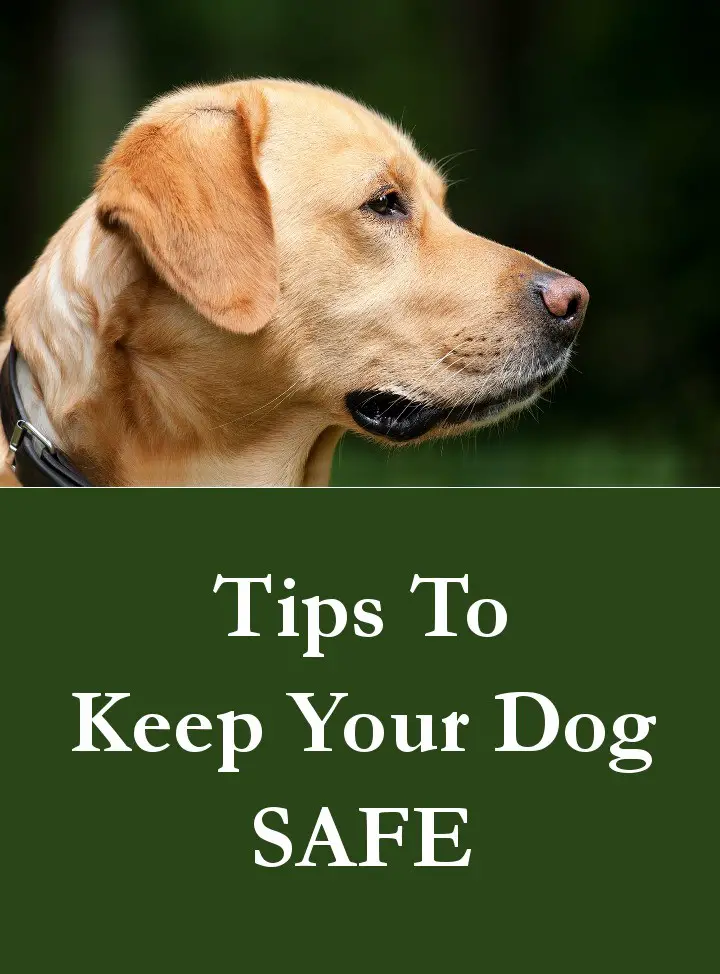 Tips To Keep Your Dog Safe