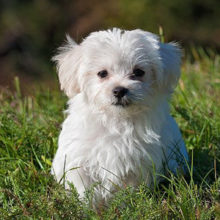 What You Need To Know About Buying A New Puppy