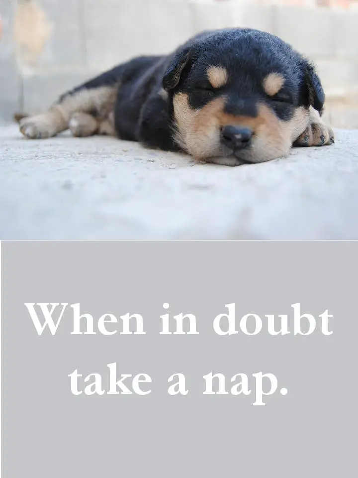 Dog Quotes - When in doubt take a nap.