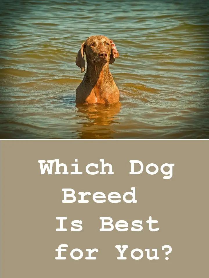 find-out-which-dog-breed-is-best-for-you