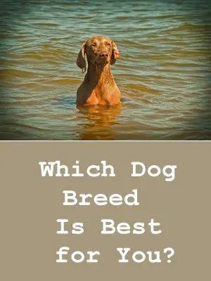 Find out which dog breed is best for you