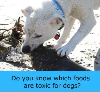 Toxic For Dogs - Lots Of The Foods We Eat Are Dangerous For Dogs