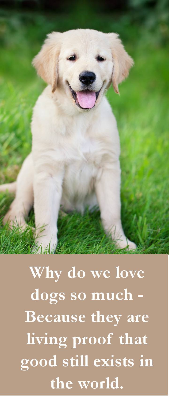 27 Beautiful Dog Quotes – Some Touching, Some Poignant  Some Funny