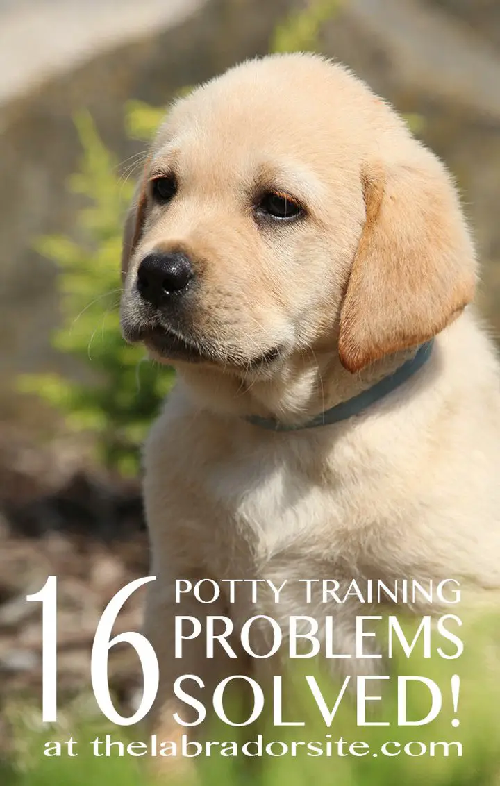 15 Puppy Potty Training Problems Solved